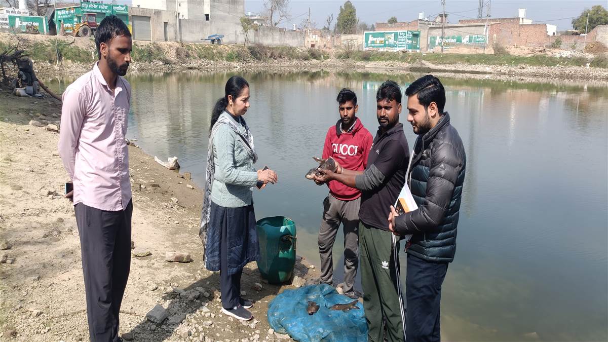 ਦੁਬਈ ਤੋਂ ਪਰਤੇ ਨੌਜਵਾਨ ਨੇ ਛੱਪੜਾਂ ’ਚ ਮੱਛੀ ਪਾਲਣ ਨਾਲ ਸਫ਼ਲਤਾ ਦੀ ਲਿਖੀ ਇਬਾਰਤ