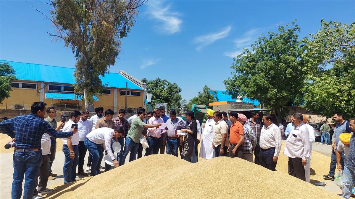 ਬਾਰਿਸ਼ ਨਾਲ ਪ੍ਰਭਾਵਿਤ ਕਣਕ ਦੇ ਸੈਂਪਲ ਲੈਣ ਸੰਗਰੂਰ ਪੁੱਜੀ ਕੇਂਦਰੀ ਟੀਮ