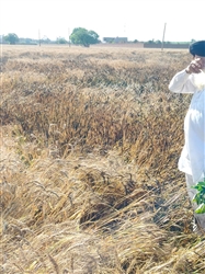 Batala News : ਅੱਗ ਲੱਗਣ ਨਾਲ ਇੱਕ ਏਕੜ ਕਣਕ ਸੜੀ, ਫਾਇਰ ਬ੍ਰਿਗੇਡ ਦੀ ਟੀਮ ਨੇ ਅੱਗ 'ਤੇ ਪਾਇਆ ਕਾਬੂ