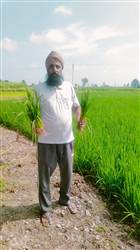 ਝੋਨੇ ਦੇ ਮਧਰੇ (ਬੌਣੇ) ਬੂਟਿਆਂ ਨੇ ਮੁੜ ਫਿਕਰਾਂ ’ਚ ਪਾਏ ਕਿਸਾਨ