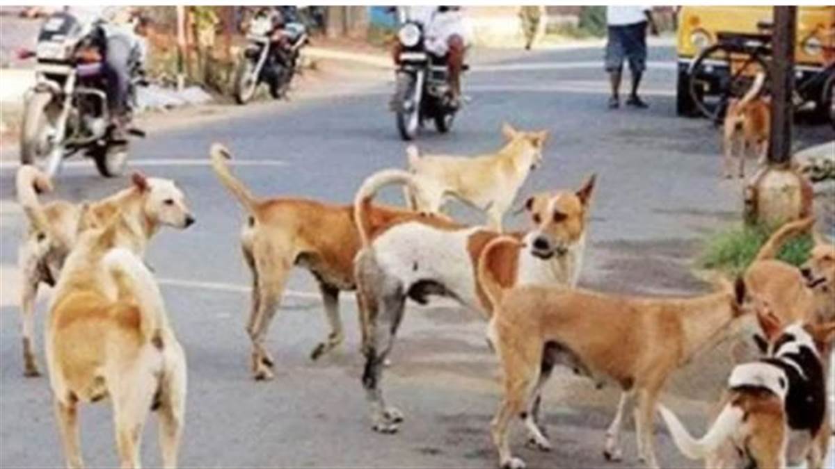 ਹੁਣ ਸਥਾਨਕ ਸਰਕਾਰਾਂ ਨੂੰ ਹਰ ਮਹੀਨੇ ਦੇਣੀ ਪਵੇਗੀ ‘ਆਵਾਰਾ ਅੱਤਵਾਦ’ ਰਿਪੋਰਟ, ਕੁੱਤਿਆਂ ਦੇ ਕੱਟਣ ਦੀਆਂ ਘਟਨਾਵਾਂ 'ਤੇ ਸਖ਼ਤ ਹੋਈ ਸਰਕਾਰ; ਸੁਪਰੀਮ ਕੋਰਟ ਦੇ ਨਿਰਦੇਸ਼ਾਂ ਦਾ ਅਸਰ