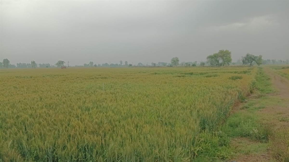 ਹਲਕੀ ਬਾਰਿਸ਼ ਨੇ ਮੌਸਮ ਦਾ ਮਿਜਾਜ਼ ਬਦਲਿਆ
