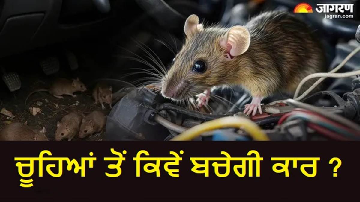 ਇੰਜਣ ਤੋਂ ਲੈ ਕੇ ਸੀਟ ਤਕ, ਚੂਹਿਆਂ ਦੇ ਆਤੰਕ ਤੋਂ ਕਿਵੇਂ ਬਚਾਈਏ ਆਪਣੀ ਨਵੀਂ ਕਾਰ; ਇੱਥੇ ਜਾਣੋ ਤਰੀਕੇ