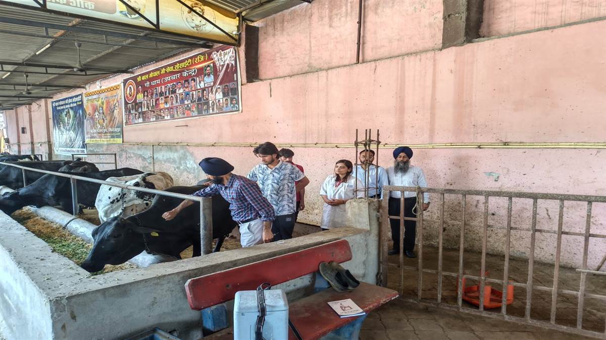 ਜ਼ਿਲ੍ਹਾ ਫਿਰੋਜ਼ਪੁਰ ਵਿਚ ਮੂੰਹ ਖੁਰ ਵੈਕਸੀਨੇਸ਼ਨ ਦਾ 8ਵਾਂ ਰਾਊਂਡ ਸ਼ੁਰੂ