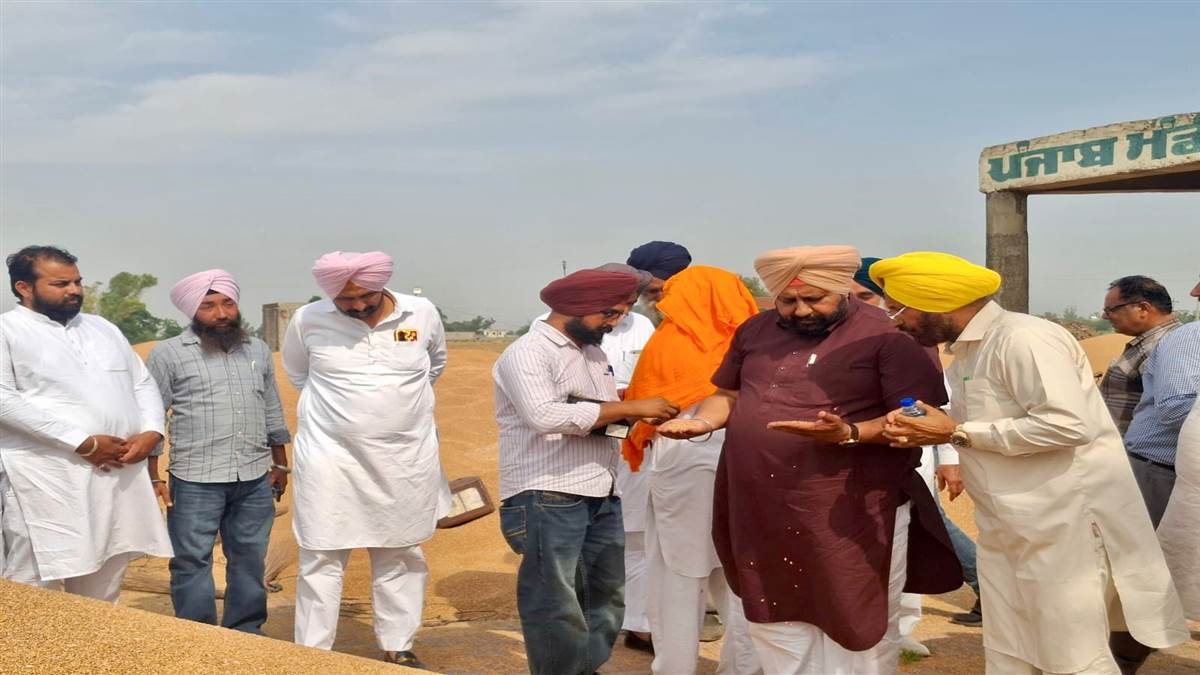 ਵਿਧਾਇਕ ਰਣਬੀਰ ਭੁੱਲਰ ਵੱਲੋਂ ਹਲਕੇ ਦੀਆਂ ਵੱਖ-ਵੱਖ ਮੰਡੀਆਂ ਵਿਚ ਕਣਕ ਦੀ ਸਰਕਾਰੀ ਖਰੀਦ ਦੀ ਸ਼ੁਰੂਆਤ