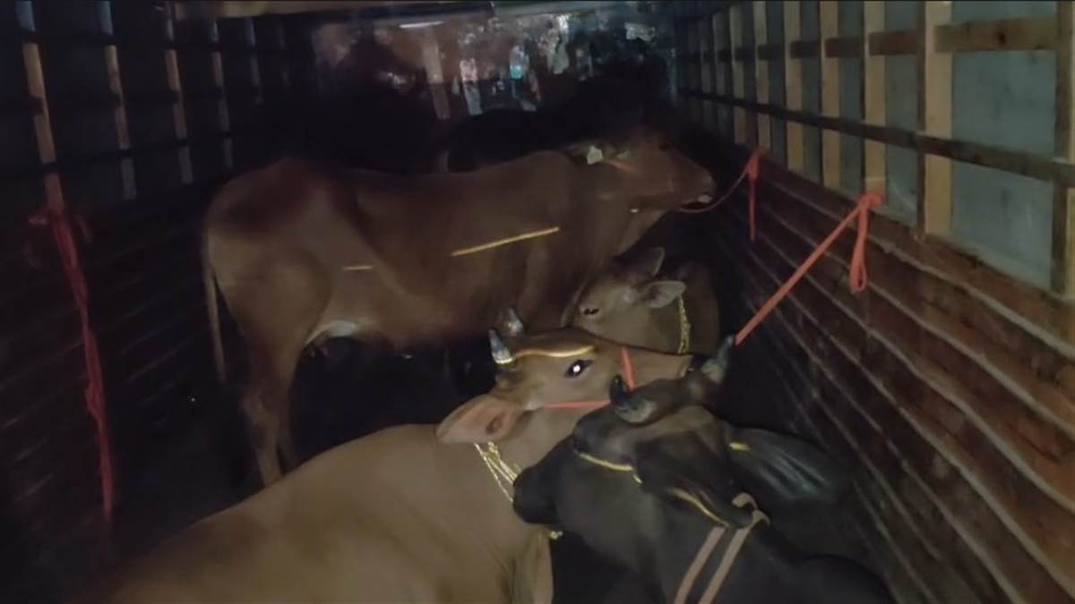 ਟਾਂਡਾ ਪੁਲਿਸ ਵੱਲੋਂ ਗਊ ਤਸਕਰੀ ਦੀ ਕੋਸ਼ਿਸ਼ ਨਾਕਾਮ; ਟਰੱਕ ਚਾਲਕ ਗ੍ਰਿਫਤਾਰ, 7 ਗਊਆਂ ਬਰਾਮਦ