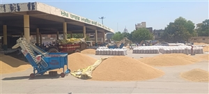 ਬਠਿੰਡਾ ਮੰਡੀ 'ਚ ਕਣਕ ਦੀ ਖਰੀਦ ਨੇ ਫੜੀ ਰਫ਼ਤਾਰ; ਬੋਲੀ ਦੇ ਨਾਲ-ਨਾਲ ਚੁਕਾਈ ਸ਼ੁਰੂ ਹੋਣ ਨਾਲ ਕਿਸਾਨਾਂ ਦੇ ਚਿਹਰੇ ਖਿੜੇ