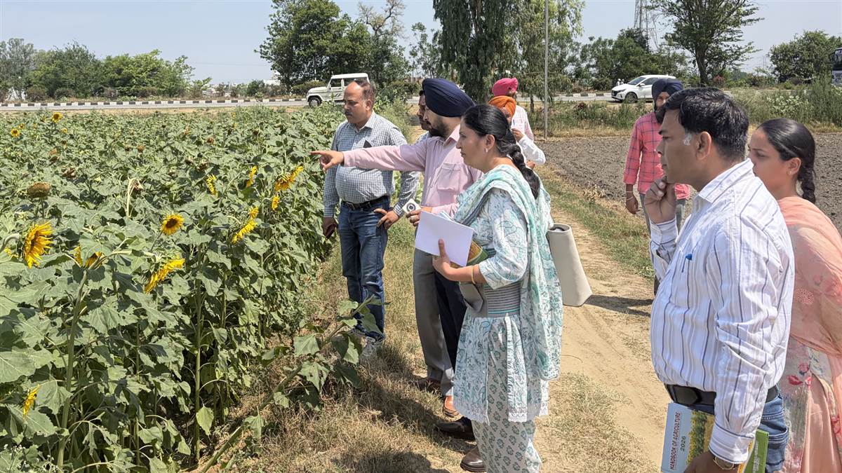 ਸੂਰਜਮੁਖੀ ਫਸਲ ਦੀ ਸੰਭਾਲ ਲਈ ਪੀਏਯੂ ਮਾਹਿਰਾਂ ਵੱਲੋਂ ਪਟਿਆਲਾ ਵਿਖੇ ਦੌਰਾ