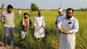 ਅੱਧੀ ਰਾਤ ਨੂੰ ਪਏ ਭਾਰੀ ਗੜਿਆਂ ਤੇ ਝੱਖੜ ਨੇ ਤਬਾਹ ਕੀਤੀ ਝੋਨੇ ਦੀ ਫ਼ਸਲ