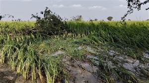 Punjab Rain : ਫ਼ਰੀਦਕੋਟ ’ਚ ਮੀਂਹ, ਹਨੇਰੀ ਤੇ ਗੜੇਮਾਰੀ ਨਾਲ 9600 ਏਕੜ ਫ਼ਸਲ ਪ੍ਰਭਾਵਿਤ