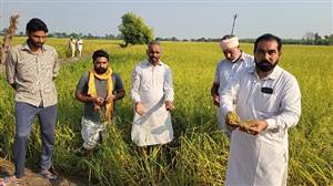 ਅੱਧੀ ਰਾਤ ਗੜਿਆਂ ਦੀ ਮਾਰ, 1500 ਏਕੜ ਝੋਨਾ ਤਬਾਹ! ਕਿਸਾਨਾਂ ਦੀ ਸਰਕਾਰ ਨੂੰ ਗੁਹਾਰ—100% ਮੁਆਵਜ਼ਾ ਦਿਓ