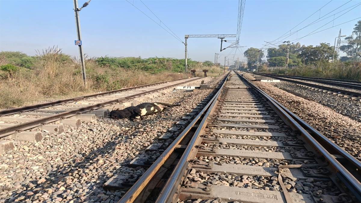 ਮੁਬਾਰਕਪੁਰ ਵਿਖੇ ਰੇਲਵੇ ਟਰੈਕ 'ਤੇ ਭਿਆਨਕ ਹਾਦਸਾ: ਦੋ ਗੳੂਆਂ ਤੇ ਤਿੰਨ ਕੁੱਤਿਆਂ ਦੀ ਮੌਤ