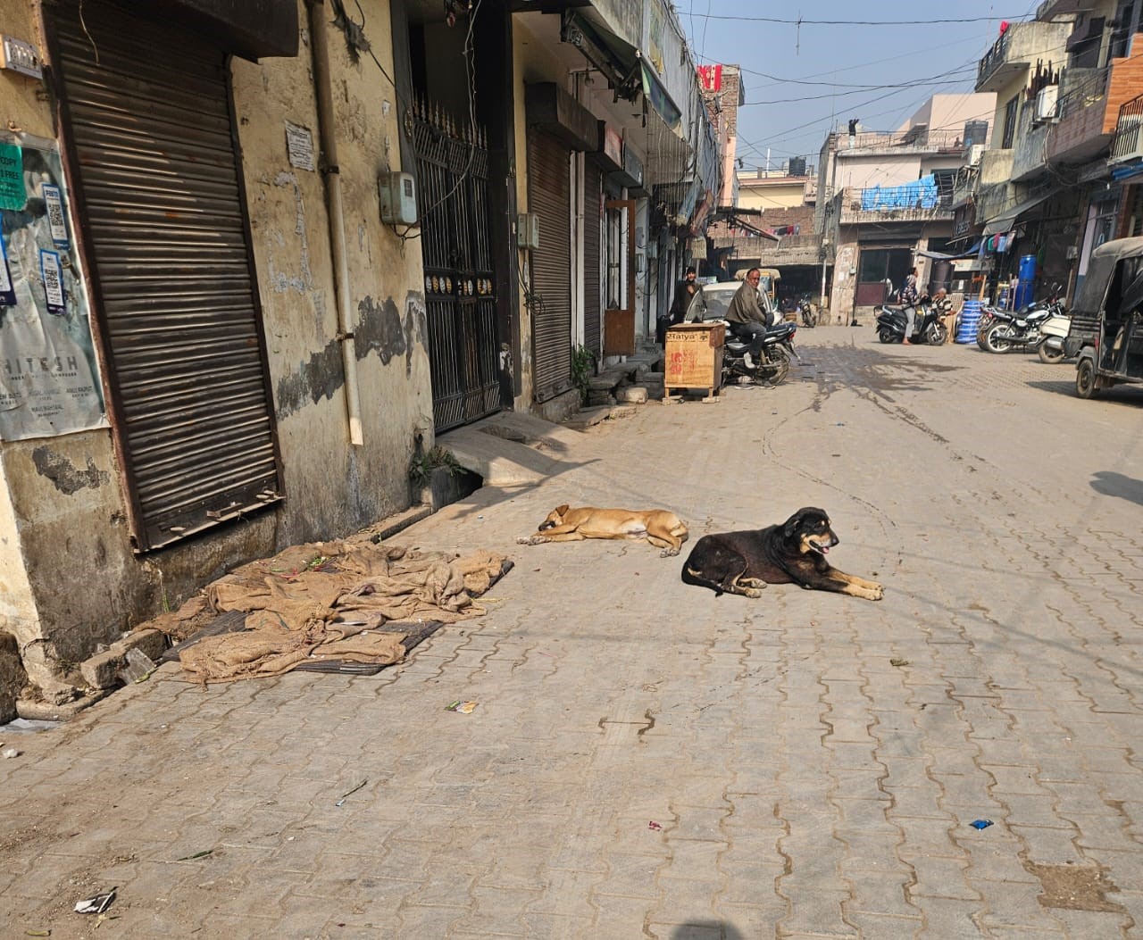 ਆਵਾਰਾ ਕੁੱਤਿਆਂ ਦੀ ਦਹਿਸ਼ਤ ਕਾਰਨ ਲੋਕਾਂ ਦਾ ਜਿਉਣਾ ਮੁਹਾਲ, ਪ੍ਰਸ਼ਾਸਨ ਕੁੰਭਕਰਨੀ ਨੀਂਦ ਸੁੱਤਾ