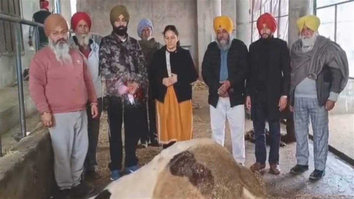 ਕਰਤਾਰਪੁਰ ਕਾਰੀਡੋਰ ਇਲਾਕੇ ‘ਚ ਸ਼ਰਾਰਤੀ ਅਨਸਰਾਂ ਦੀ ਕਰਤੂਤ ! ਆਟੇ ਦੇ ਪੇੜੇ 'ਚ ਜ਼ਹਿਰ ਦੇਣ ਨਾਲ ਦੋ ਗਾਵਾਂ ਦੀ ਮੌਤ, ਇਕ ਦੀ ਹਾਲਤ ਗੰਭੀਰ