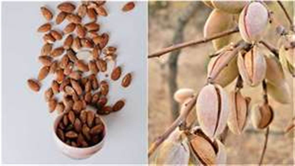 World Almond Day 2023ਵਿਸ਼ਵ ਬਦਾਮ ਦਿਵਸ 'ਤੇ, ਜਾਣੋ ਕਿਉਂ ਜ਼ਰੂਰੀ ਹੈ ਇਸ
