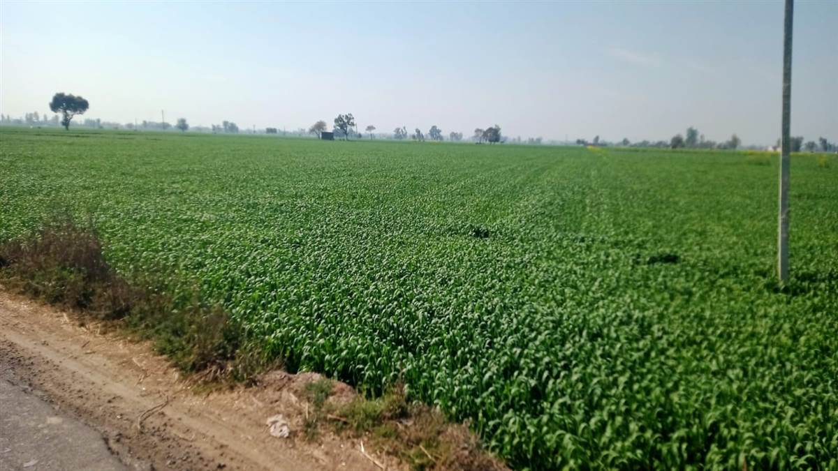 ਵਧਦੇ ਤਾਪਮਾਨ ਕਾਰਨ ਕਣਕ ਦੇ ਦਾਣੇ ਕਮਜ਼ੋਰ ਹੋਣ ਦਾ ਖ਼ਦਸ਼ਾ