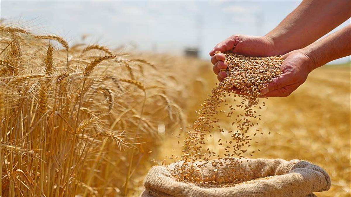 ਇਸ ਨਵੇਂ ਬੀਜ ਬਿੱਲ ਵਿਚ ਇਹ ਵਿਵਸਥਾ ਕੀਤੀ ਗਈ ਹੈ ਕਿ ਨਕਲੀ, ਅਣ-ਅਧਿਕਾਰਤ ਜਾਂ ਗ਼ੈਰ-ਰਜਿਸਟਰਡ ਬੀਜ ਵੇਚਣ ਵਾਲੇ ਨੂੰ 30 ਲੱਖ ਰੁਪਏ ਤੱਕ ਦਾ ਜੁਰਮਾਨਾ ਅਤੇ ਪੰਜ ਸਾਲ ਤੱਕ ਦੀ ਕੈਦ ਹੋ ਸਕਦੀ ਹੈ। ਇਨ੍ਹਾਂ ਸਖ਼ਤ ਸਜ਼ਾਵਾਂ ਤੇ ਮੋਟੇ ਜੁਰਮਾਨੇ ਤੋਂ ਡਰਦੇ ਬੀਜ ਵਿਕਰੇਤਾ ਕਿਸਾਨਾਂ ਨਾਲ ਠੱਗੀ-ਠੋਰੀ ਮਾਰਨ ਤੋਂ ਗੁਰੇਜ਼ ਕਰਨਗੇ। ਇਸ ਤੋਂ ਇਲਾਵਾ ਨਵਾਂ ਬੀਜ ਕਾਨੂੰਨ 2025 ਕਿਸਾਨ ਹਿੱਤ ਵਿਚ ਇਹ ਖੁੱਲ੍ਹ ਦਿੰਦਾ ਹੈ ਕਿ ਕਿਸਾਨ ਆਪਣੇ ਖੇਤ ਵਿਚ ਬੀਜਾਂ ਨੂੰ ‘ਉਗਾਉਣ, ਬੀਜਣ, ਦੁਬਾਰਾ ਬੀਜਣ, ਬਚਾਉਣ, ਵਰਤੋਂ, ਵਟਾਂਦਰਾ, ਸਾਂਝਾ ਕਰਨ ਜਾਂ ਵੇਚਣ’ ਦਾ ਅਧਿਕਾਰ ਰੱਖਦਾ ਹੈ।