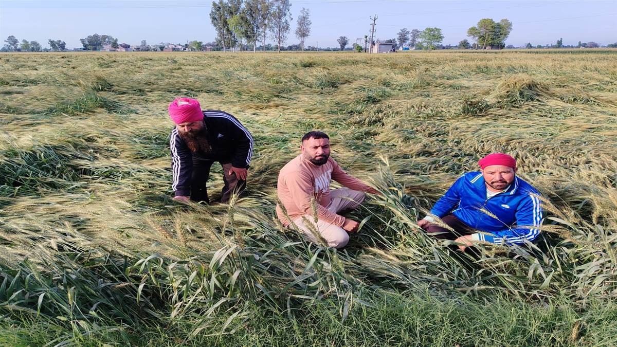 ਤੇਜ਼ ਹਵਾਵਾਂ ਨੇ ਕਣਕ ਦੀ ਫ਼ਸਲ ਡੇਗੀ