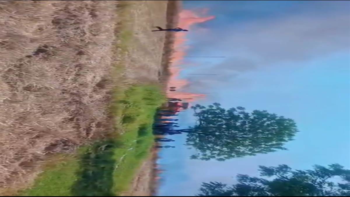 ਅੱਗ ਲਗਣ ਨਾਲ 18 ਵਿਘੇ ਕਣਕ ਸੜ ਕੇ ਸੁਆਹ