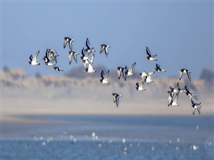 World Migratory Bird Day : ਹਰ ਸਾਲ ਭਾਰਤ ਆਉਂਦੇ ਹਨ ਇਹ ਪਰਵਾਸੀ ਪੰਛੀ, ਜਾਣੋ ਇਨ੍ਹਾਂ ਬਾਰੇ ਦਿਲਚਸਪ ਜਾਣਕਾਰੀ