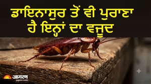 ਬਿਨਾਂ ਫੇਫੜਿਆਂ ਦੇ ਲੈਂਦਾ ਹੈ ਸਾਹ, ਗਰਦਨ ਕੱਟਣ 'ਤੇ ਵੀ ਨਹੀਂ ਵਗਦਾ ਖ਼ੂਨ; ਪੜ੍ਹੋ ਕਾਕਰੋਚ ਨਾਲ ਜੁੜੇ ਕੁਝ ਅਣਸੁਣੇ ਸੱਚ