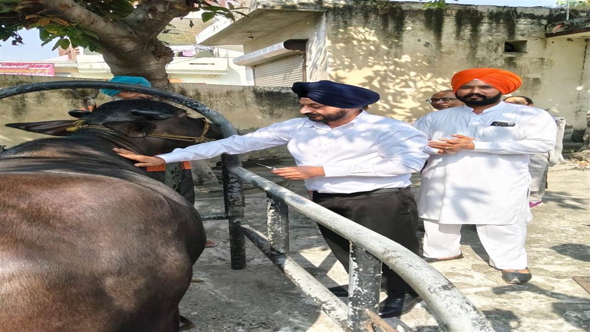 ਪਸ਼ੂਆਂ ’ਚ ਮੂੰਹ ਖੁਰ ਬਿਮਾਰੀ ਦੀ ਰੋਕਥਾਮ ਲਈ ਟੀਕਾਕਰਨ ਮੁਹਿੰਮ ਸ਼ੁਰੂ