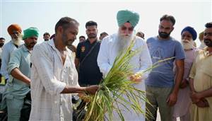 ਸਪੀਕਰ ਸੰਧਵਾਂ ਨੇ ਨੁਕਸਾਨੀ ਝੋਨੇ ਦੀ ਫ਼ਸਲ ਦਾ ਲਿਆ ਜਾਇਜ਼ਾ