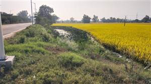 ਜੰਗਲਾਤ ਵਿਭਾਗ ਦੀ ਜ਼ਮੀਨ ’ਤੇ ਨਾਜਾਇਜ਼ ਖੇਤੀ ਕਰਨ ਦੇ ਦੋਸ਼