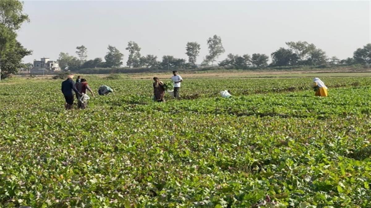 ਮੁਫ਼ਤ ’ਚ ਸਬਜ਼ੀਆਂ ਵੰਡਣ ਲਈ ਕਿਸਾਨ ਮਜ਼ਬੂਰ, ਕਿਸਾਨ ਪਰੇਸ਼ਾਨ