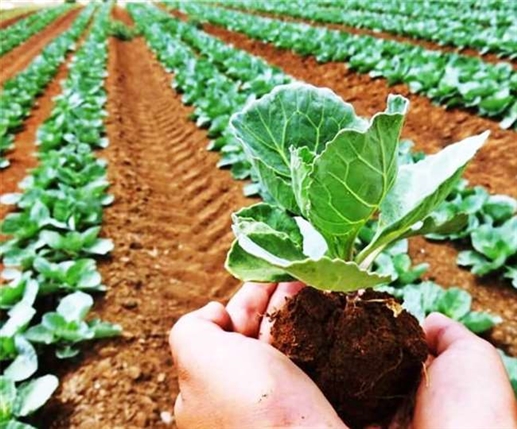 Organic Farming Natural Farming Tips To Be Taught In Graduation And Post Graduation Syllabus