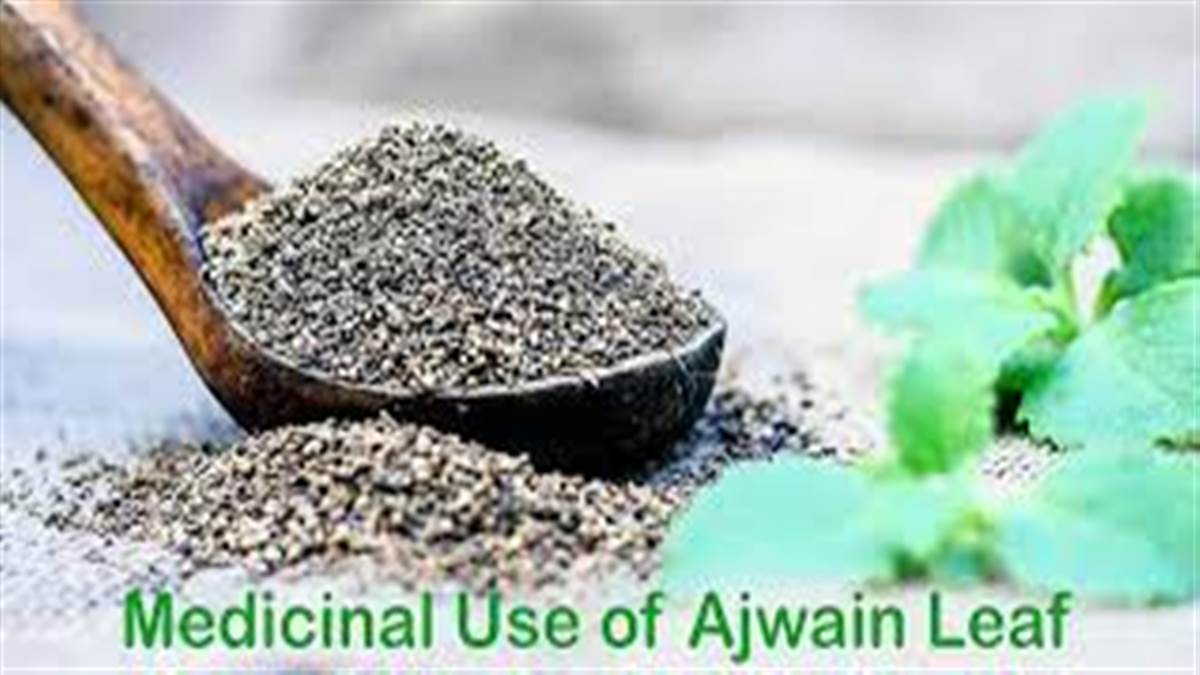 Ajwain Leaves Benefit ਅਜਵਾਈਨ ਦੇ ਪੱਤਿਆਂ 'ਚ Medicinal ਤੇ ਸੁਆਦ ਦੋਵੇਂ
