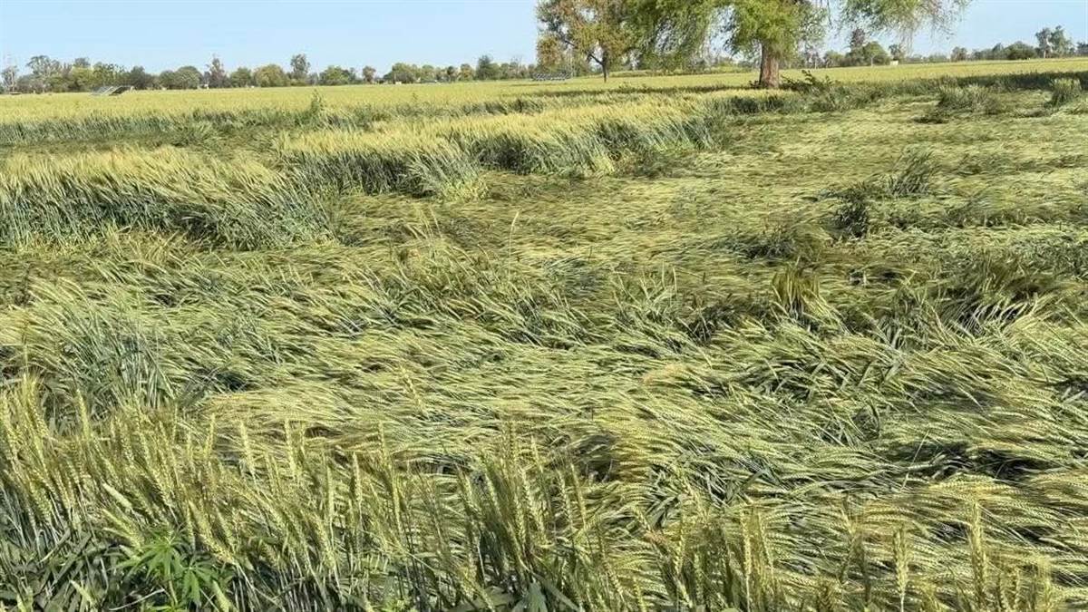 ਬਦਲੇ ਮੌਸਮ ਨੇ ਕਿਸਾਨਾਂ ਦੀ ਵਧਾਈ ਚਿੰਤਾ, ਗੜੇਮਾਰੀ ਨਾਲ ਫ਼ਸਲ ਦੇ ਨੁਕਸਾਨ ਦਾ ਖਦਸ਼ਾ, ਅਹਿਮ ਪੜਾਅ ਵਿੱਚੋਂ ਲੰਘ ਰਹੀ ਹੈ ਕਣਕ ਦੀ ਫ਼ਸਲ