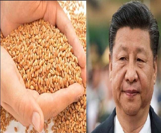 Wheat Export Ban China defends ban on export of Indian wheat after criticism of G 7