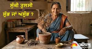 ਕੀ ਤੁਹਾਡੇ ਘਰ ਦੀ ਤੁਲਸੀ ਵੀ ਸੁੱਕ ਗਈ ਹੈ? ਵਾਸਤੂ ਦੋਸ਼ ਤੇ ਆਰਥਿਕ ਤੰਗੀ ਤੋਂ ਬਚਣ ਲਈ ਤੁਰੰਤ ਕਰੋ ਇਹ ਕੰਮ