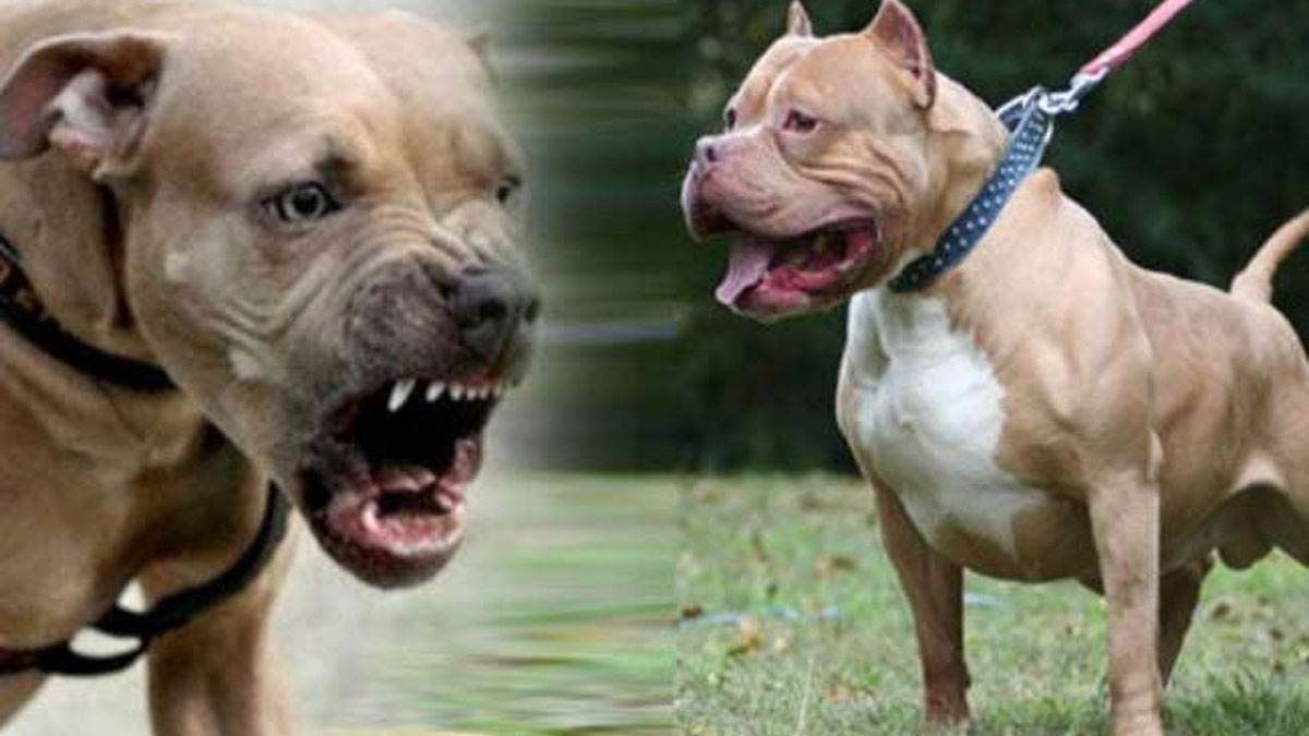 Most Dangerous Dogs : ਨਿਊਜ਼ੀਲੈਂਡ ਸਮੇਤ 41 ਦੇਸ਼ਾਂ 'ਚ ਪਿਟਬੁਲ ਬੈਨ, ਇਨ੍ਹਾਂ ਅੱਠ ਡੌਗ ਬਰੀਡ ਦੁਨੀਆ ਭਰ 'ਚ ਮੰਨੇ ਜਾਂਦੇ ਹਨ ਖ਼ਤਰਨਾਕ