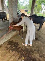 ਪਸ਼ੂ ਪਾਲਣ ਵਿਭਾਗ ਵੱਲੋਂ ਮੁਫ਼ਤ ਟੀਕਾਕਰਨ ਮੁਹਿੰਮ ਸ਼ੁਰੂ