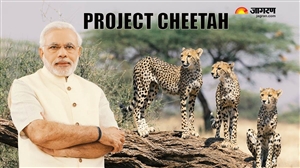 Project Cheetah LIVE Updates: ਮੱਧ ਪ੍ਰਦੇਸ਼ ਦੇ ਕੁਨੋ ਨੈਸ਼ਨਲ ਪਾਰਕ 'ਚ ਪੀਐਮ ਮੋਦੀ ਨੇ  ਨਾਮੀਬੀਆ ਤੋਂ ਆਏ 8 ਚੀਤੇ ਛੱਡੇ