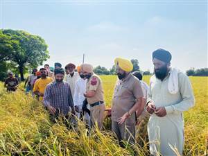 ਗੜੇਮਾਰੀ ਤੇ ਮੀਂਹ ਨੇ ਕਿਸਾਨਾਂ ਦੀਆਂ ਆਸਾਂ ’ਤੇ ਫੇਰਿਆ ਪਾਣੀ, ਸੈਂਕੜੇ ਏਕੜ ਪੱਕ ਚੁੱਕੀ ਝੋਨੇ ਦੀ ਖੜ੍ਹੀ ਫ਼ਸਲ ਤਬਾਹ