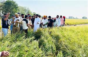 ਫ਼ਸਲੀ ਨੁਕਸਾਨ ਕਿਸਾਨ ਪਰਿਵਾਰਾਂ ਦੀ ਆਰਥਿਕਤਾ ’ਤੇ ਮਾਰ : ਵਿਧਾਇਕ ਅਮੋਲਕ ਸਿੰਘ