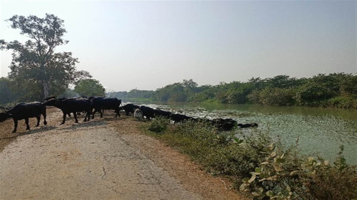 ਵੱਲਾ ਨਹਿਰ ਬਣ ਸਕਦੀ ਹੈ ਆਫ਼ਤ, ਪਸ਼ੂ ਪਾਲਕਾਂ ਨੇ ਤੋੜਿਆ ਧੁੱਸੀ ਬੰਨ੍ਹ, ਲੱਖਾਂ ਲੋਕਾਂ ਲਈ ਬਣੀ ਆਫ਼ਤ