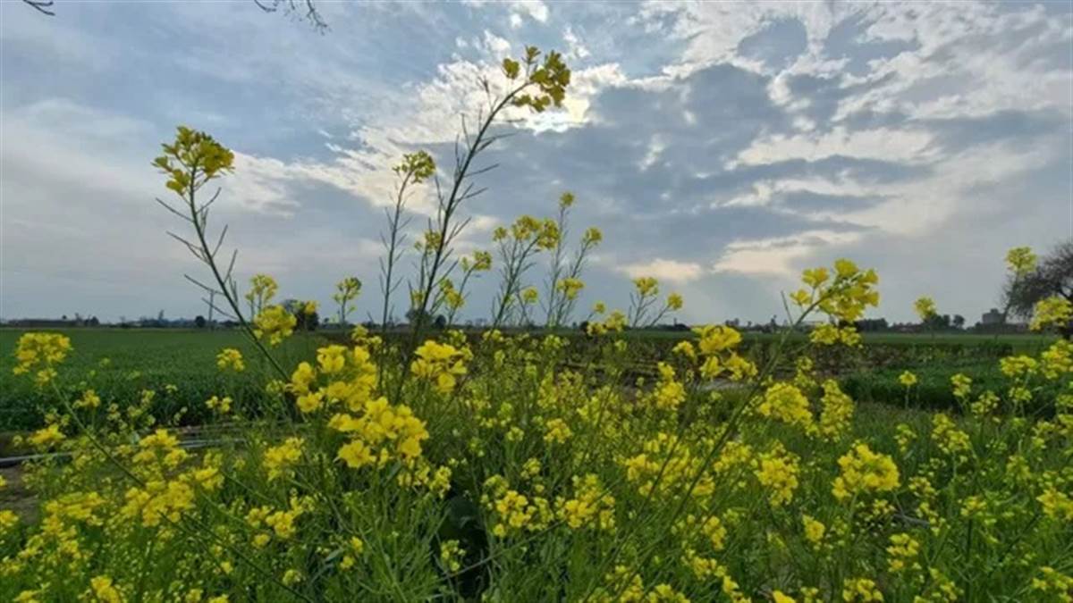 ਪੰਜਾਬ 'ਚ ਤੇਜ਼ ਹਨੇਰੀ-ਬਾਰਿਸ਼ ਤੇ ਗੜ੍ਹਿਆਂ ਨਾਲ ਵਿਛੀਆਂ ਫਸਲਾਂ, ਸਹਿਮੇ ਕਿਸਾਨ