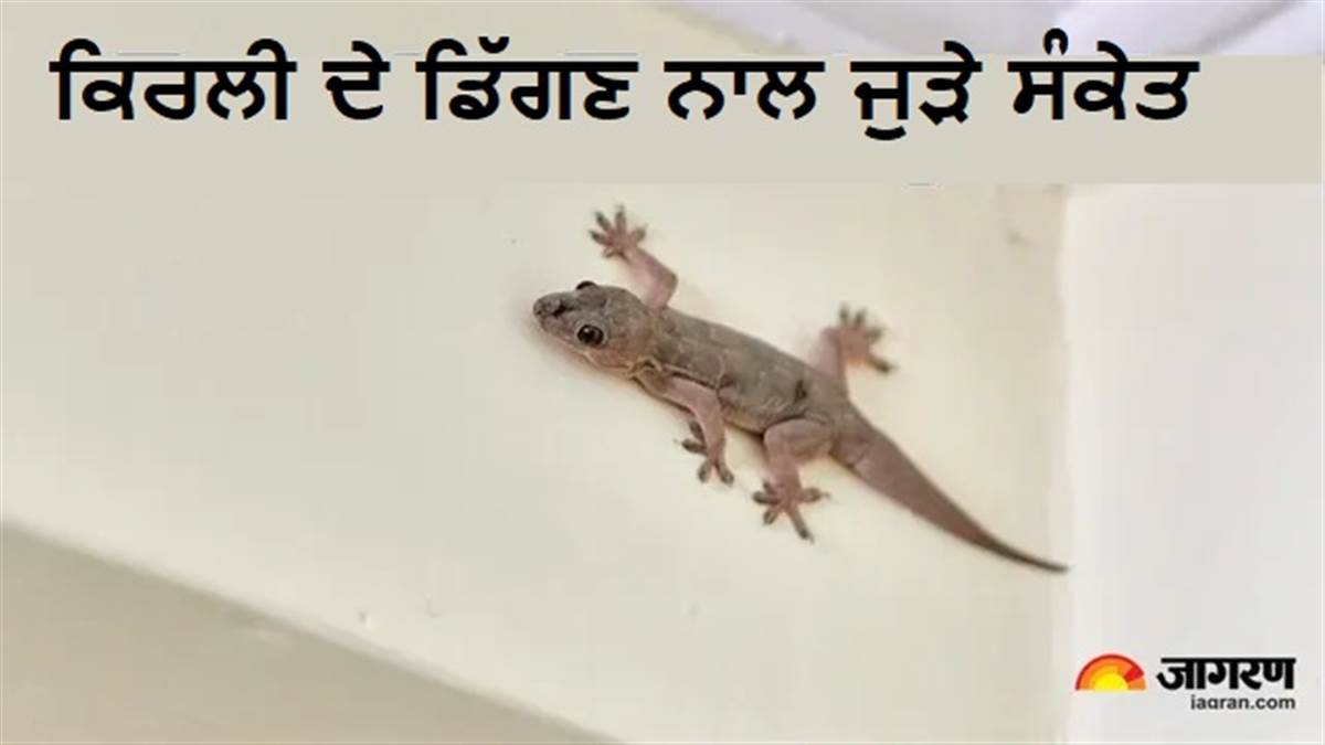 ਸਰੀਰ ਦੇ ਕਿਨ੍ਹਾਂ ਅੰਗਾਂ 'ਤੇ ਕਿਰਲੀ ਦਾ ਡਿੱਗਣਾ ਦਿੰਦਾ ਹੈ 'ਧਨ ਲਾਭ' ਦੇ ਸੰਕੇਤ? ਸ਼ਕੁਨ ਸ਼ਾਸਤਰ ਅਨੁਸਾਰ ਕਰੋ ਇਹ ਉਪਾਅ