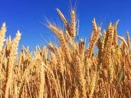 Wheat prices fall by Rs 200 per quintal in mandis