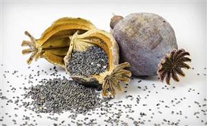 PUNBUS ਦੀ ਆੜ 'ਚ ਨਸ਼ਾ ਤਸਕਰੀ ਦਾ ਪਰਦਾਫਾਸ਼, 12 ਕਿਲੋ ਚੂਰਾ ਪੋਸਤ ਸਮੇਤ ਕੰਡਕਟਰ ਗ੍ਰਿਫ਼ਤਾਰ