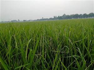 ਝੋਨੇ ਦੀ ਫਸਲ ’ਤੇ ਪੱਤਾ ਲਪੇਟ ਸੁੰਡੀ ਦਾ ਹਮਲਾ