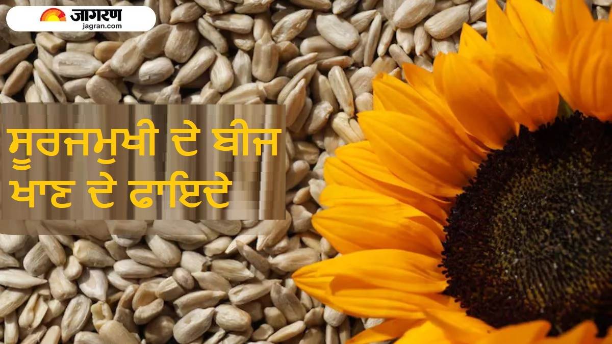 ਰੋਜ਼ ਇਕ ਮੁੱਠੀ ਖਾਓ ਇਹ ਚਮਤਕਾਰੀ ਬੀਜ, ਨਜ਼ਰ ਆਉਣਗੇ ਐਸੇ ਕਮਾਲ ਦੇ ਫਾਇਦੇ ਕਿ ਫਿਰ ਕਦੇ ਨਹੀਂ ਛੱਡੋਗੇ ਆਦਤ