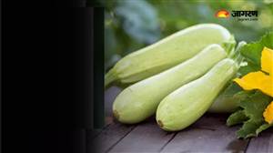Lifestyle Tips:  ਲੌਕੀ ਦਾ ਕੀ ਹੈ ਅਸਲੀ ਨਾਂ ? ਇਨ੍ਹਾਂ 3 ਨਾਵਾਂ ਪਿੱਛੇ ਛੁਪੀ ਹੈ ਦਿਲਚਸਪ ਕਹਾਣੀ