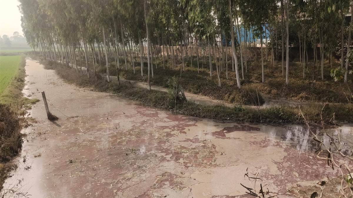 ਬੂਟਿਆਂ ’ਚ ਛੱਡਿਆ ਜਾ ਰਿਹਾ ਡਾਇੰਗ ਯੂਨਿਟਾਂ ਦਾ ਜ਼ਹਿਰੀਲਾ ਪਾਣੀ