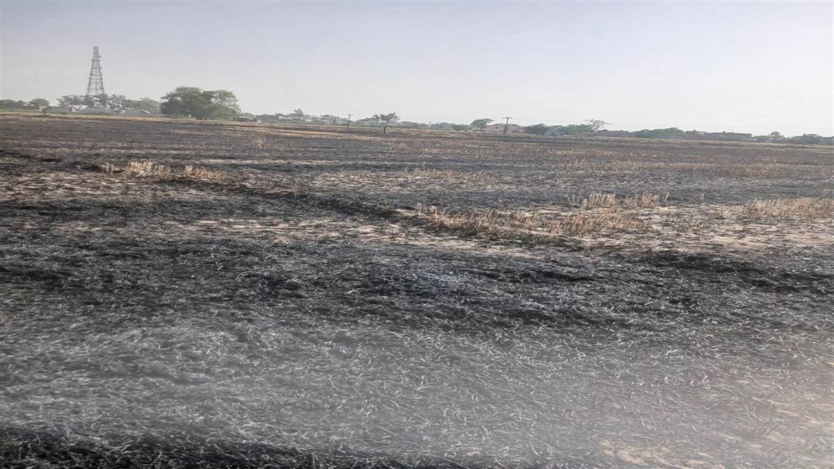 ਸ਼ਾਰਟ ਸਰਕਟ ਕਾਰਨ 12 ਏਕੜ ਕਣਕ ਤੇ 3 ਏਕੜ ਨਾੜ ਸੁਆਹ