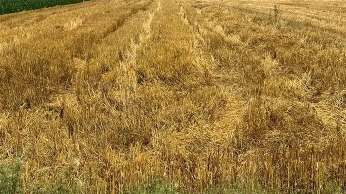 ਮੋਗਾ 'ਚ ਜ਼ਮੀਨੀ ਸੌਦੇ ਦੇ ਨਾਂ 'ਤੇ ਵੱਡੀ ਠੱਗੀ: 39 ਲੱਖ ਹੜੱਪਣ ਮਗਰੋਂ ਕਬਜ਼ਾ ਦੇਣ ਤੋਂ ਇਨਕਾਰ, ਖੇਤ 'ਚੋਂ ਕਣਕ ਵੀ ਵੱਢ ਕੇ ਲੈ ਗਏ ਮੁਲਜ਼ਮ